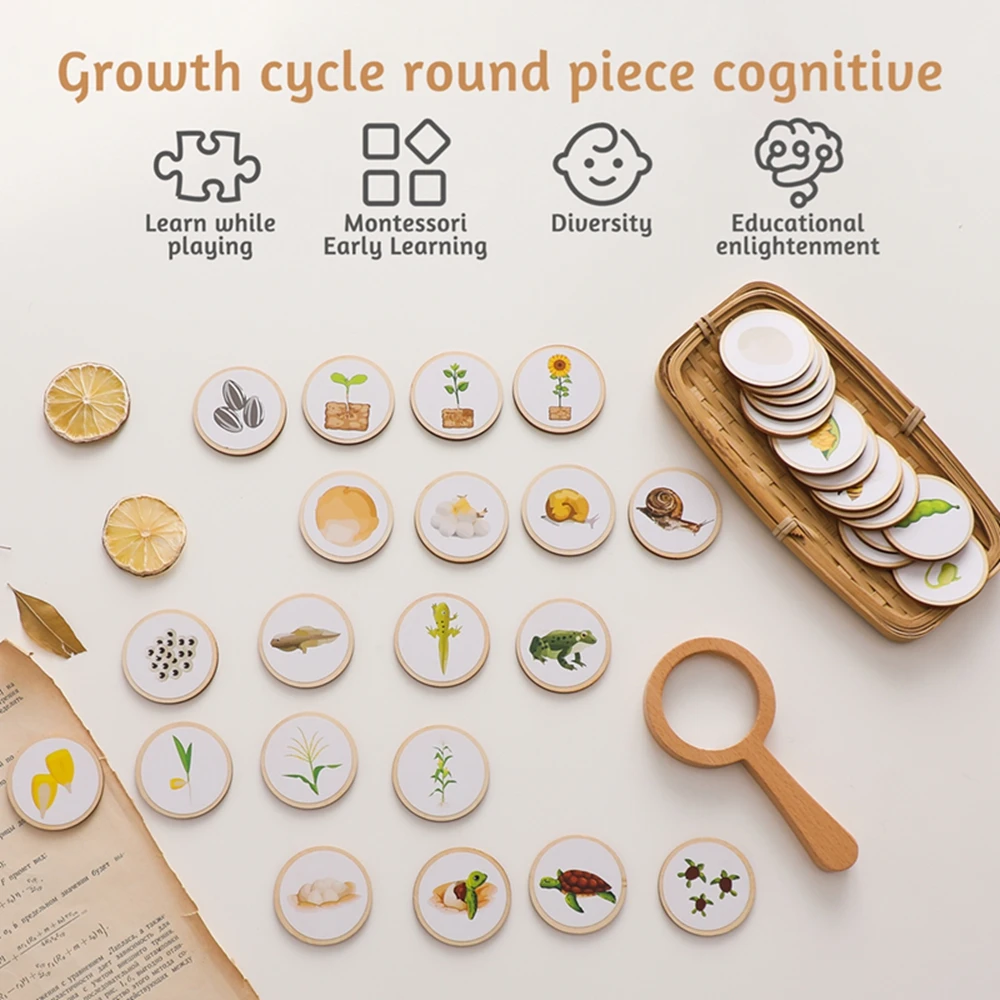 Nouveau modèle de cycle de vie des animaux pour bébés, jouet éducatif Montessori pour enfants, ensemble de modèles du cycle de croissance des abeilles, jouets cognitifs préscolaires