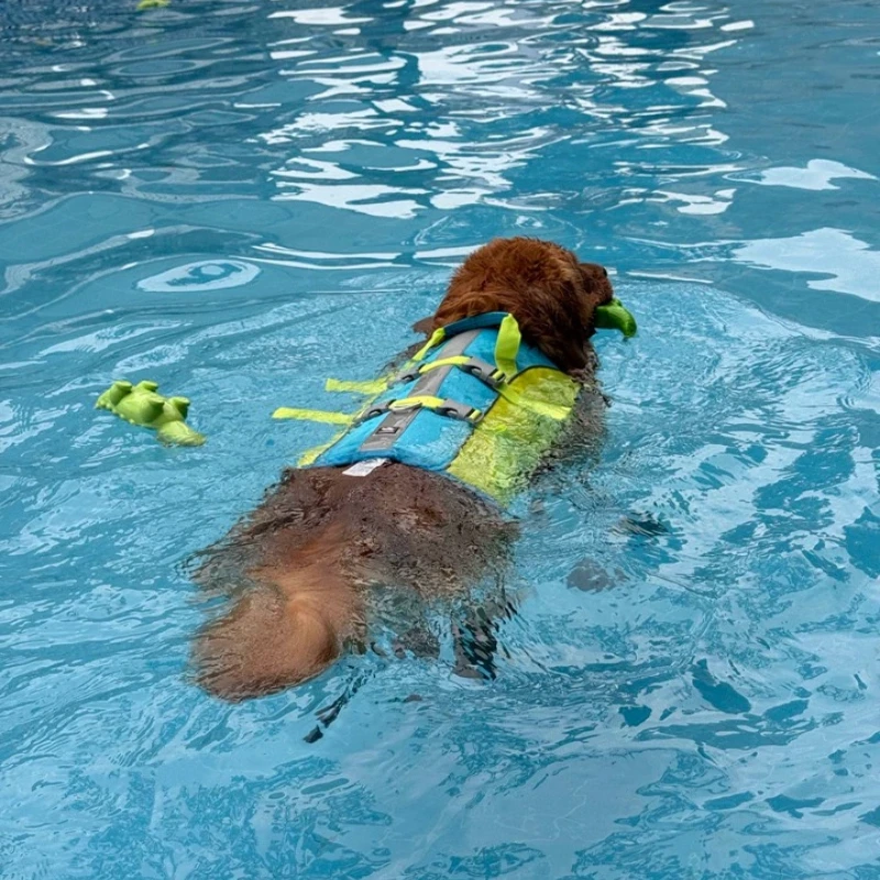 High Buoyancy Pet Life Jacket - đánh giá và giá Life Jacket Buoyancy