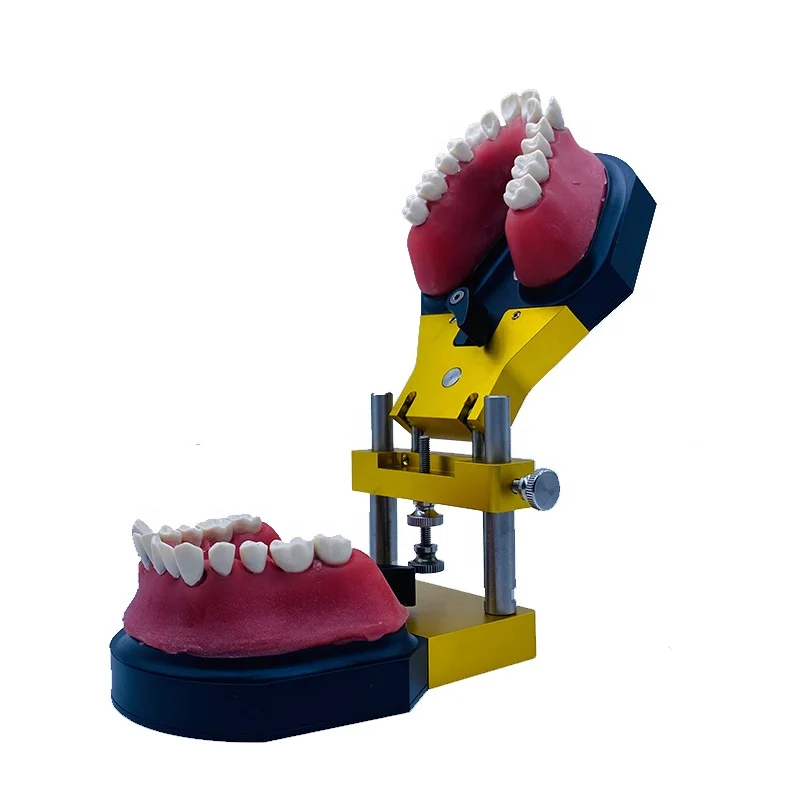 Aparato de ortodoncia YTYIN, equipo de soporte de Metal para enseñanza, soporte totalmente de Metal, modelo de dientes, modo modelo Ortho