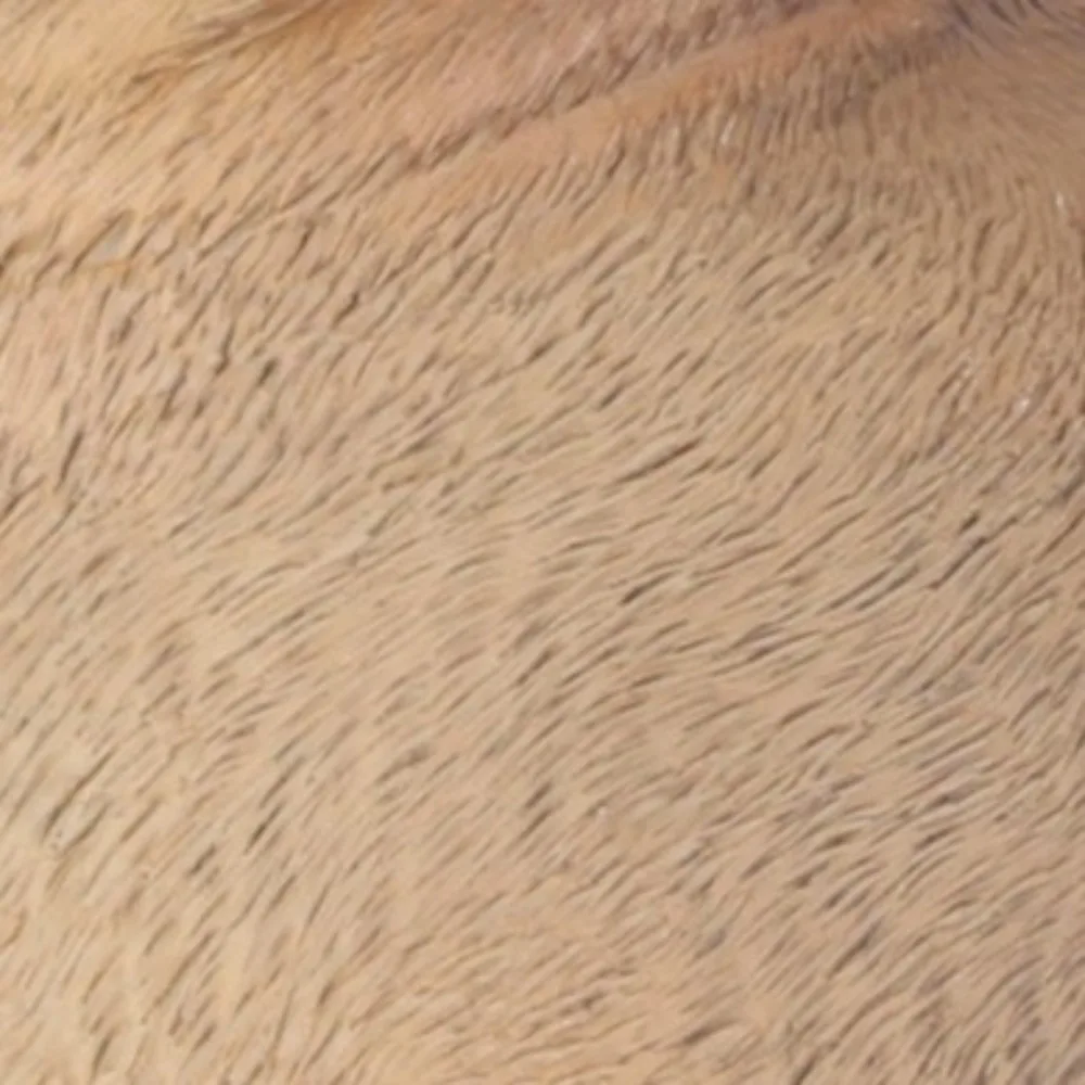 Salvadanaio per cani con serbatoio di risparmio creativo, scatola di risparmio per animali decorativi di grande capacità, salvadanaio per cartoni animati apribili, regalo decorativo