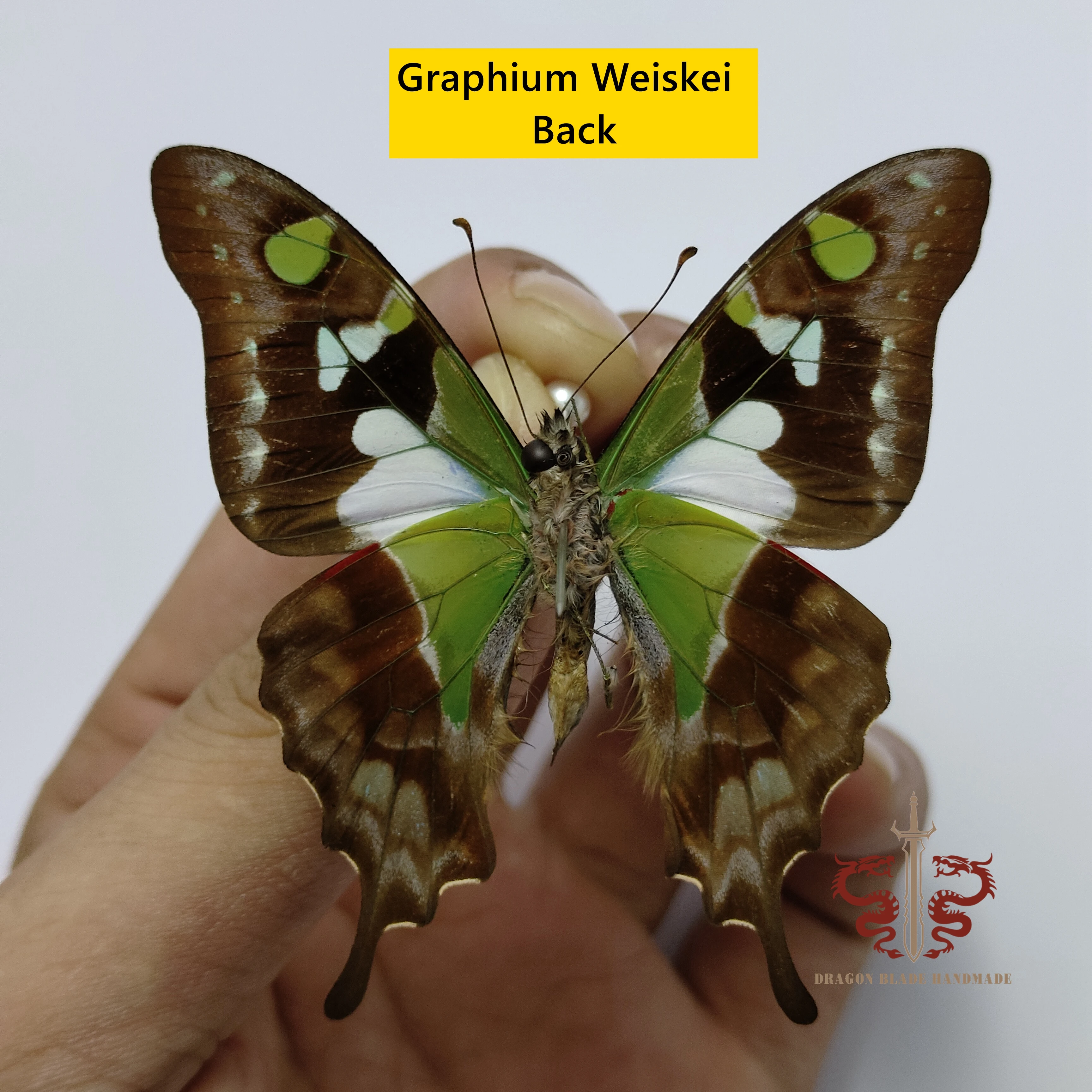 Butterfly specimen Graphium Weiskei, 1pc wings spread A1/A- high quality, Decorative Display Collection Gifts
