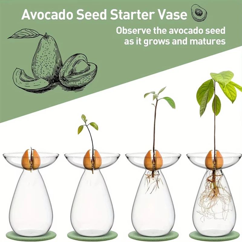 Avocado Hydroponic Vase Transparent Plant Propagation Station Glass Avocado Tree Flower Vase for Growing Planter 1PCS-A27R