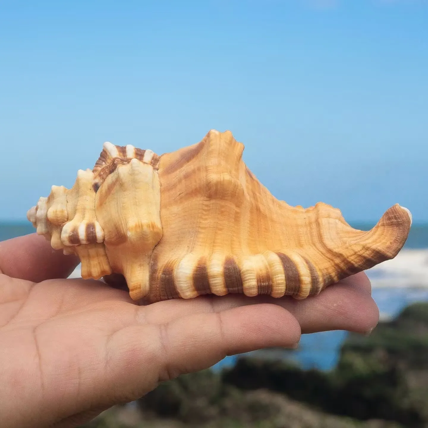 

New Elephant Trunk Snail Natural Conch Snail Shell Creative Home Accessories Wind Ornament Fish Tank Aquarium Specimen Snail