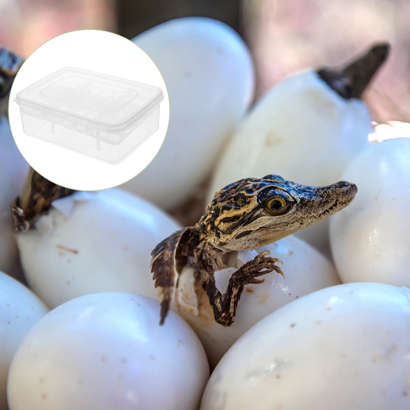 

2Pcs Reptile Egg Incubator 16 Compartments Hatching Box for Tortoise Lizard Transparent Durable Breeding Supply Pet