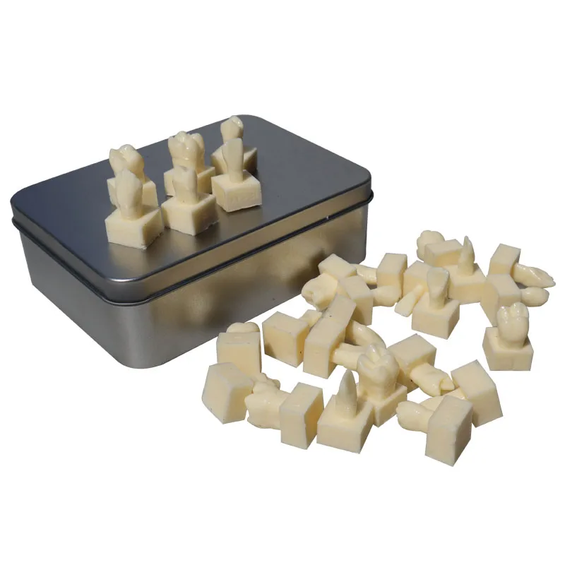 Oral and Dental 28 tooth models, 28 1.2-fold permanent teeth with seat models, practice models, full mouth dental particles