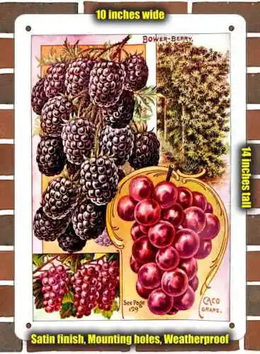 Metal Sign - 1902 Caco Grapes and Bower-Berries - 10x14 inches