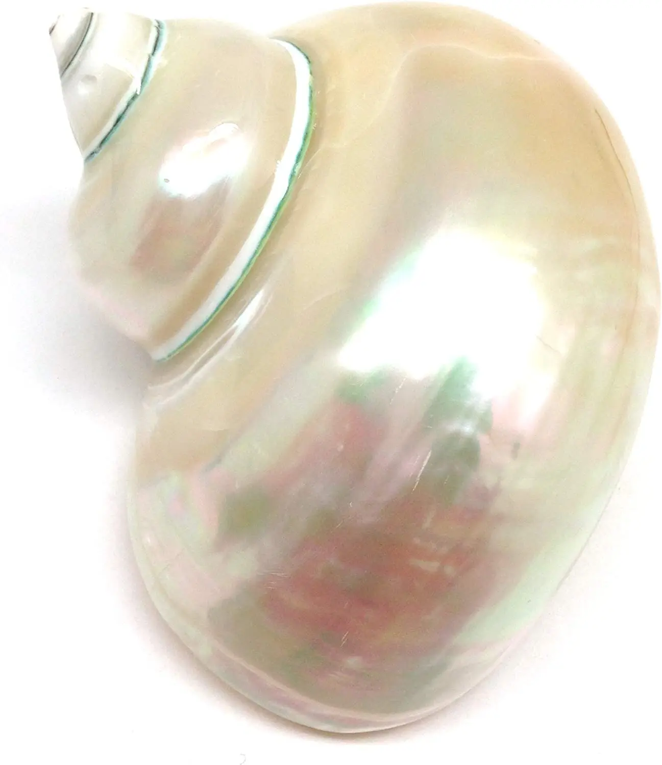 Polished White Jade Turbo Sea Shell, Huge Hermit Crab Mother-of-Pearl Sea Shells  House for Décor Beach Crafts Nautical Decor