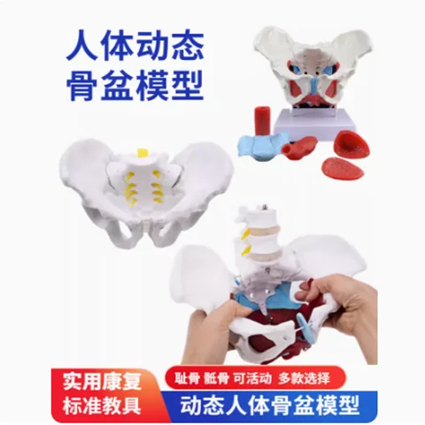 Female Pelvic Model Movable Human Anatomy Medical Teaching Lumbar Spine Postpartum Pelvic Floor Muscle Medical Teaching Model