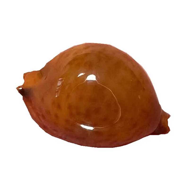 Pustularia Globulus Globulus,Natural Rare Conch Shell Specimen Golden Balls Cowrie1.5-2Cm, Mediterranean Home Collection Gifts