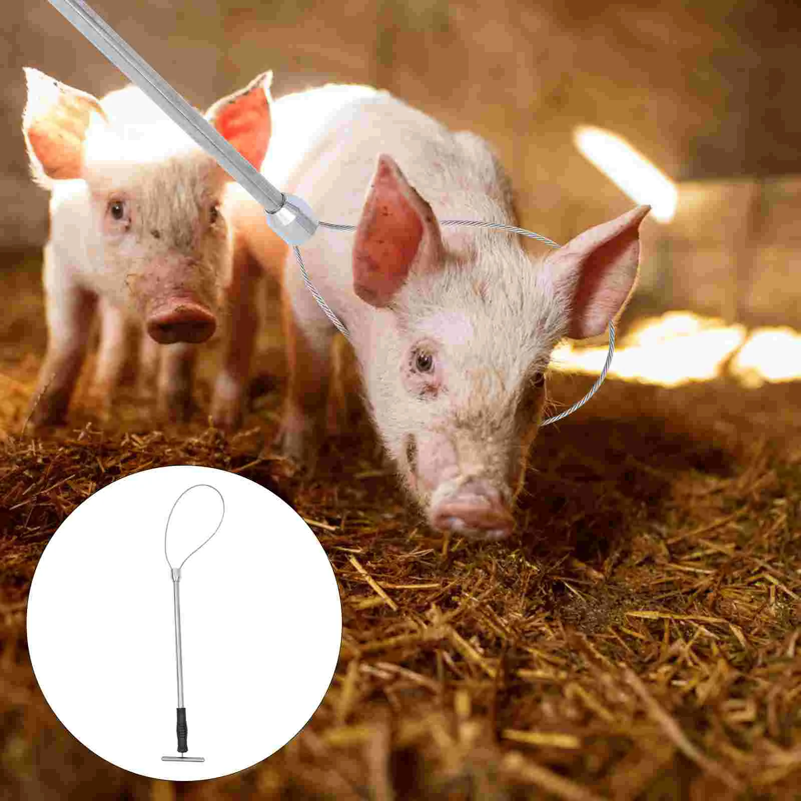 

Pig Set The Animal Holder Snare Livestock Tool Squeezer Stainless Steel Farming Equipment Trap