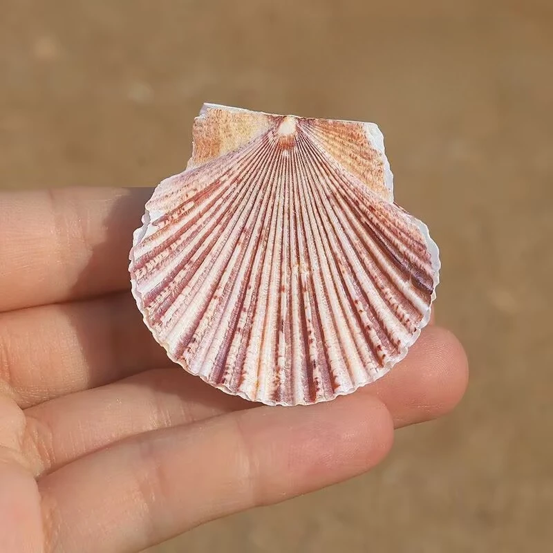 

2PCS Box Sea Fan Clam Natural Shell Specimen Snail Fish Tank Landscaping Decoration Home Rare Collection Photo Frame Ornament