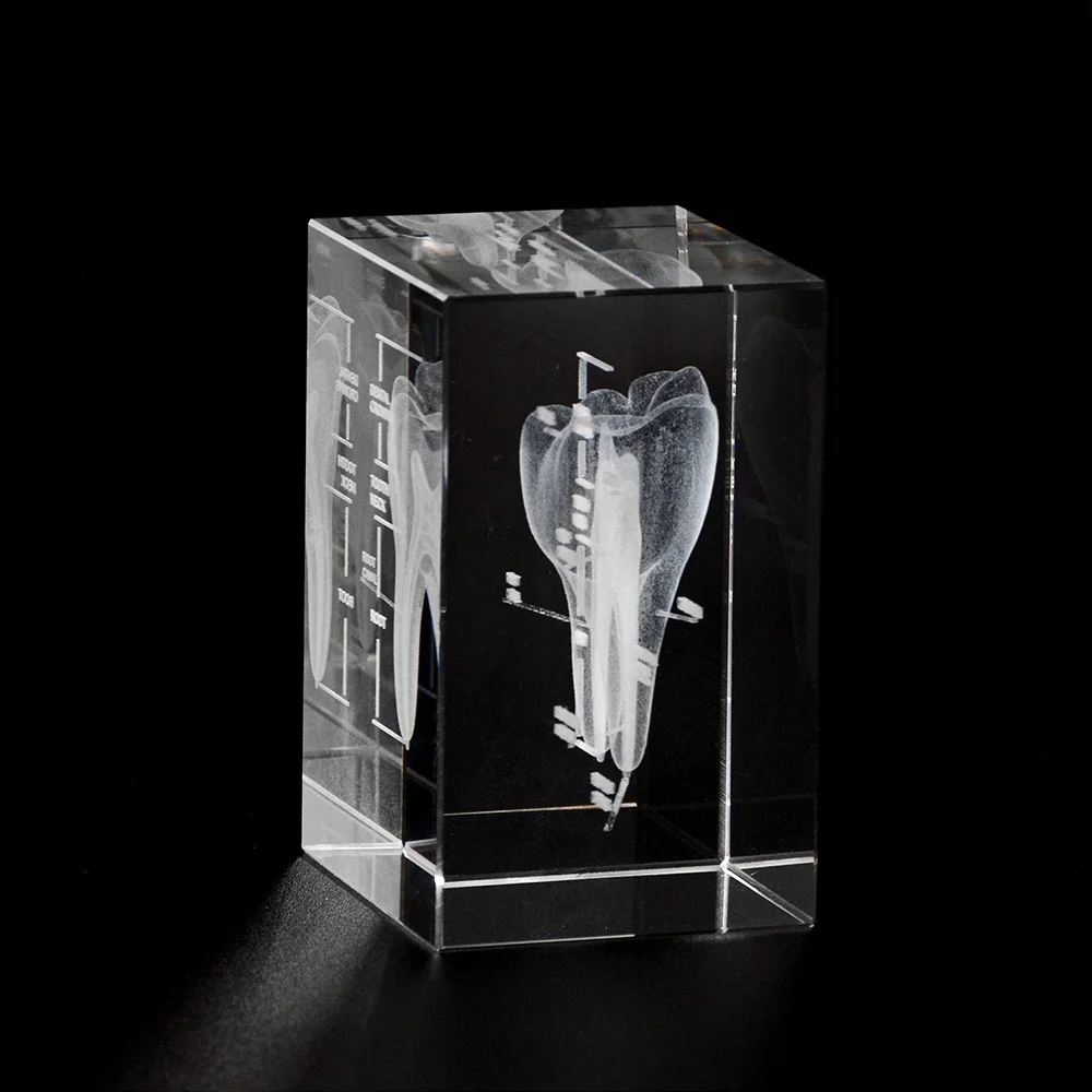 2Pcs 3D Human Oral Cavity Tooth Crystal Model Laser Etched Anatomical Model For Science Office Medicine Decoration Dentists Gift
