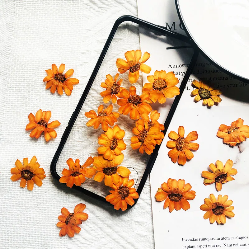 60pcs Pressed Dried Orange Zinnia elegans Jacq. Flower Plant Herbarium Craft DIY Postcard Invitation Card Making Accessories