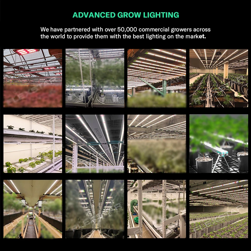 Lm301h Evo 281b Luzes LED de E - Led Grow Light avaliação e preço