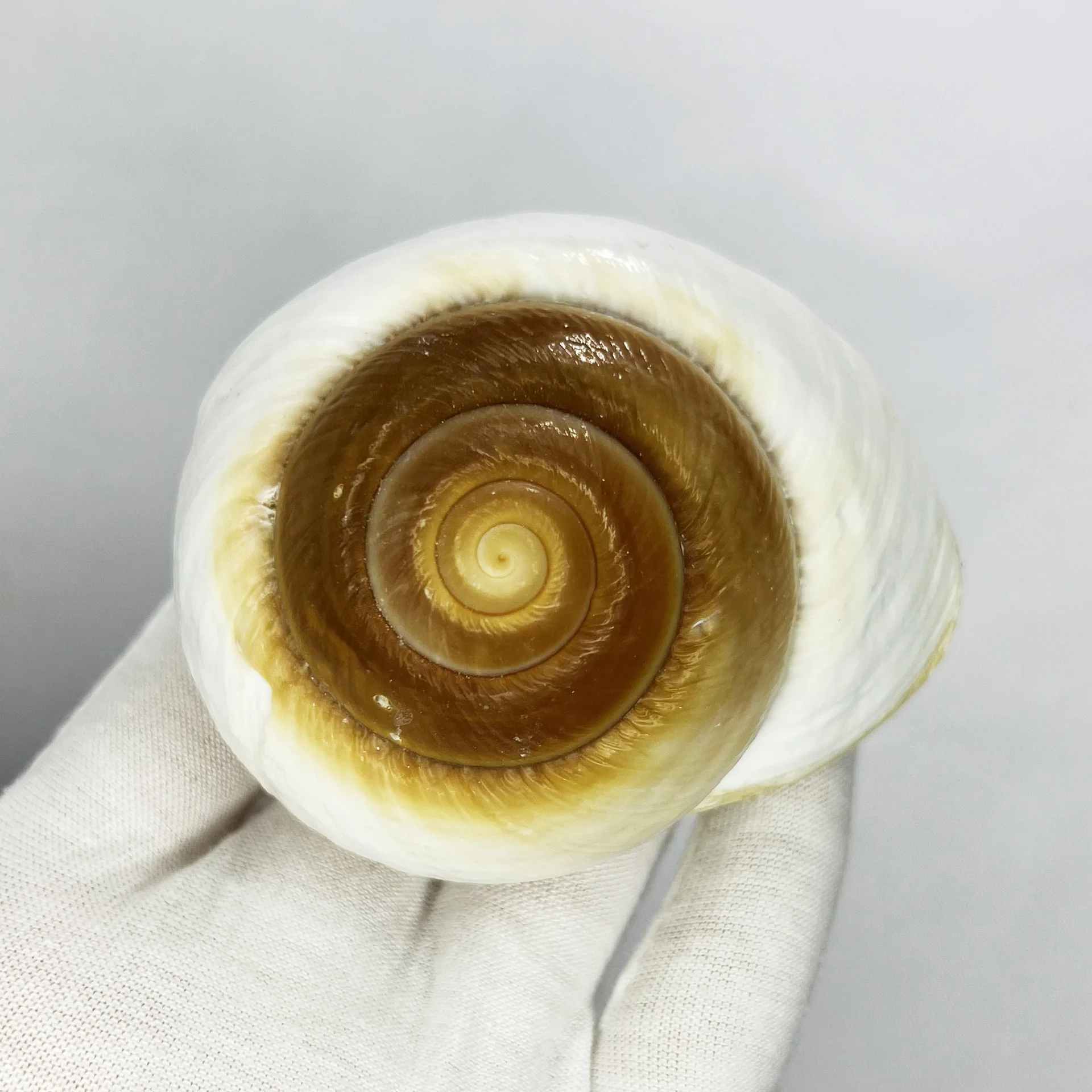 Doğal Bulka Kabuğu - Ekmek Sal - Marine Aquarium Hermit Crab incelemesi ve fiyatı