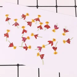 40Pcs,Pressed Real Flower Petals,Nature Dancing Flower, DIY Craft, Phone Bookmark, Gift Card,Flores, Jewelry, Facial Decor
