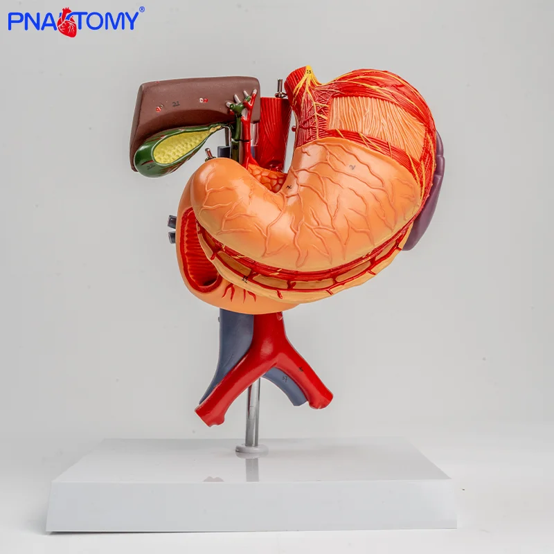 

Twelve-finger Teaching Model of Human Liver Gallbladder Pancreas Spleen and Stomach Distribution