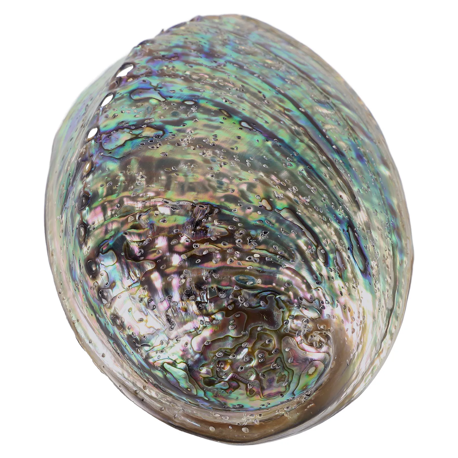 

Натуральная перламутровая раковина морского ушка 10-12 см, блестящая, ручной работы, для создания украшений своими руками: колье, брелоков, серег, аксессуаров в стиле бохо для вечеринок