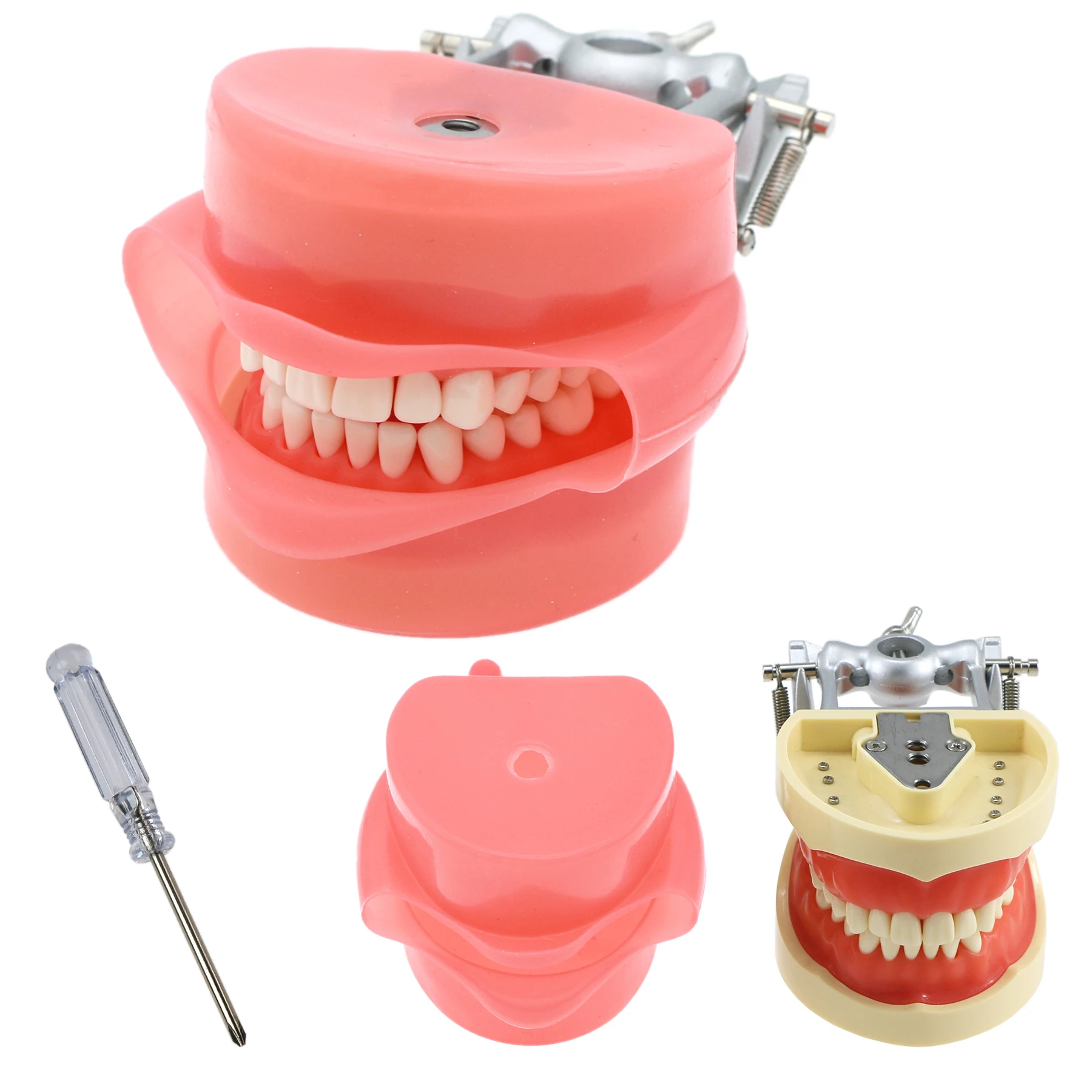 Dental Typodont Model Compatible with Kilgore Nissin 32 Removable Teeth and Simulation Cheek for Dentist Teaching Study Demo