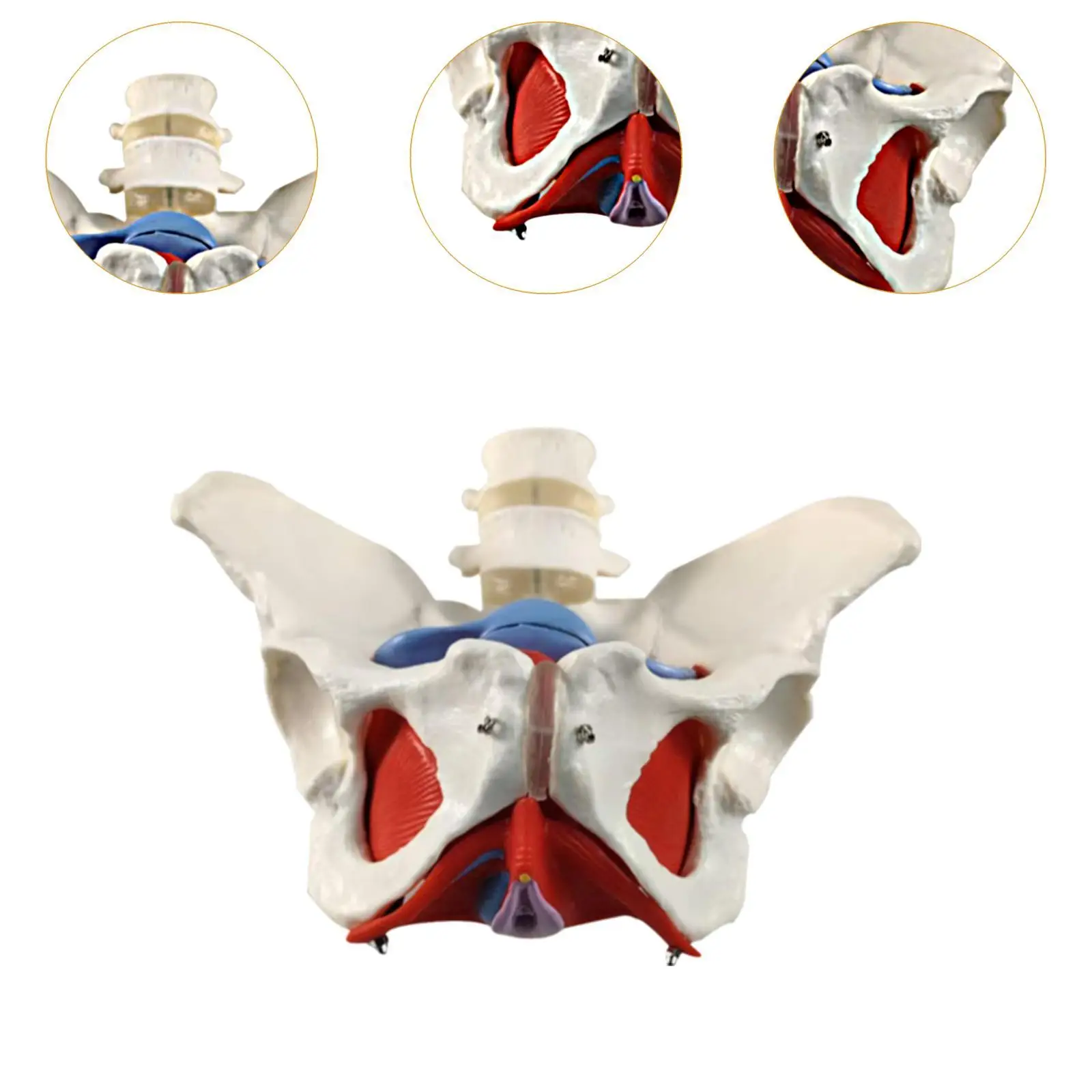 Female Pelvis Model Hip Model Women Health Model for Midwife in Obstetrics Gynecology Patent Communication Teaching Learning