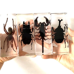 실제 곤충 표본 검은 전갈 DIY 생산 재료, 교육 사진 소품 수집 선물 관찰 전갈 거미
