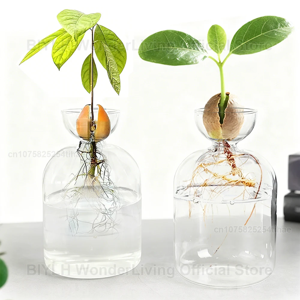 Avocado Seedling Growing Bottle Hydroponic Transparent Glass Vase Plant Growing Glass Seedling Kit Home Decor Flower Arrangement