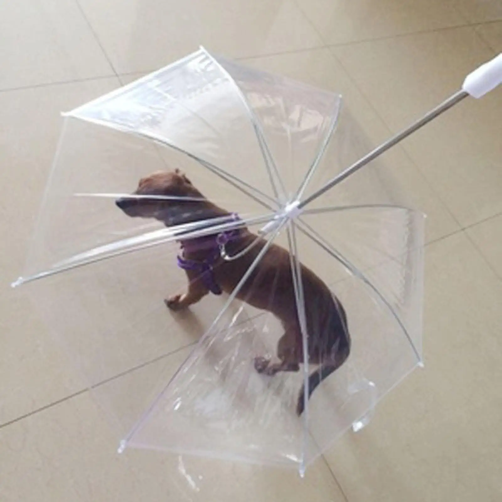 Clear Pet Umbrella with Attached Leash Clear Pet Umbrella with Attached Leash