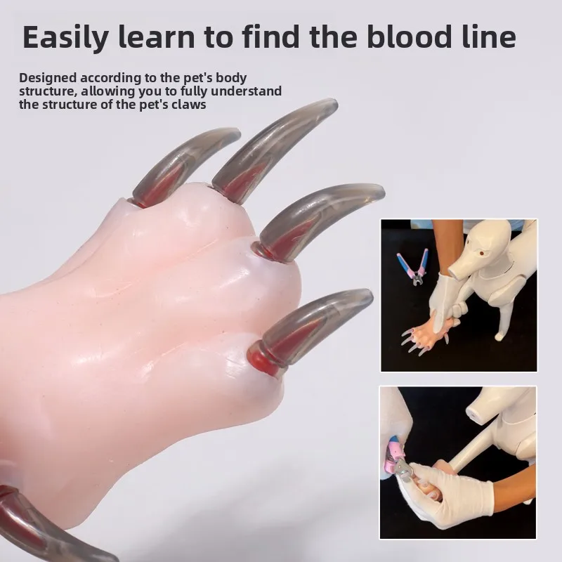 Simulation dog paw teaching model Animal simulation nails for primary pet groomers to practice nail trimming