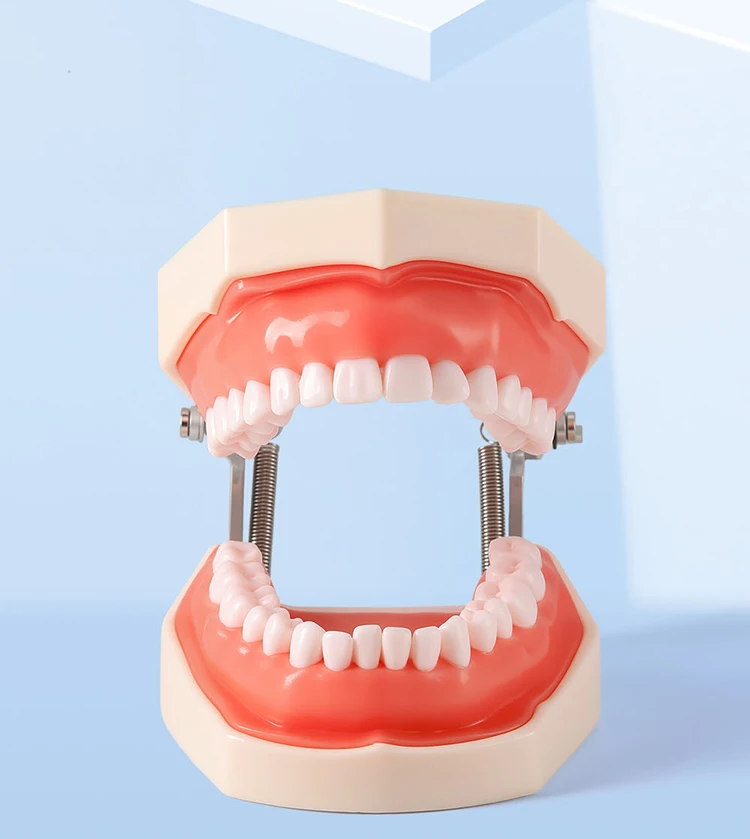 AZDENT Dental Standardzahnmodell 32-Zahn-Extraktionsmodell 1:1 Harzzähne Abnehmbares weiches Zahnfleisch Schraubendreher Zahnmedizinunterricht – Detail 3