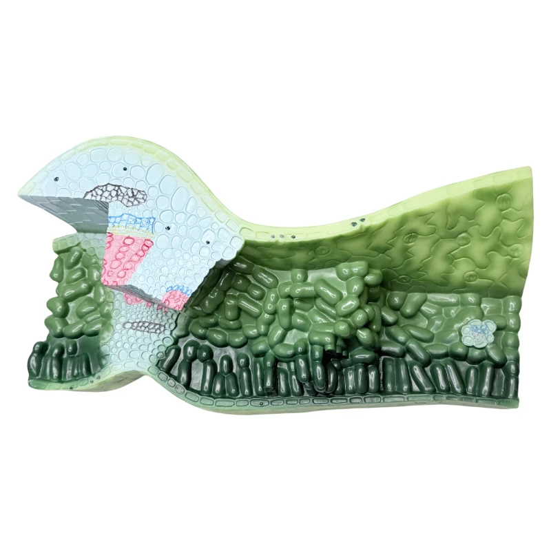 

Teaching Biology Experiment Teaching Model Leaf Structure Model Plant Anatomy Model Middle School Teaching Instrument