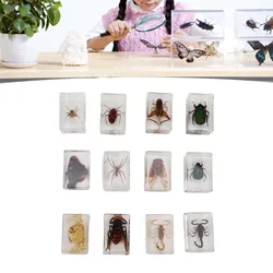 12pcs Insect Specimen Set Transparent Resin  Desktop Ornament Science Educational Aids Gift For Kids