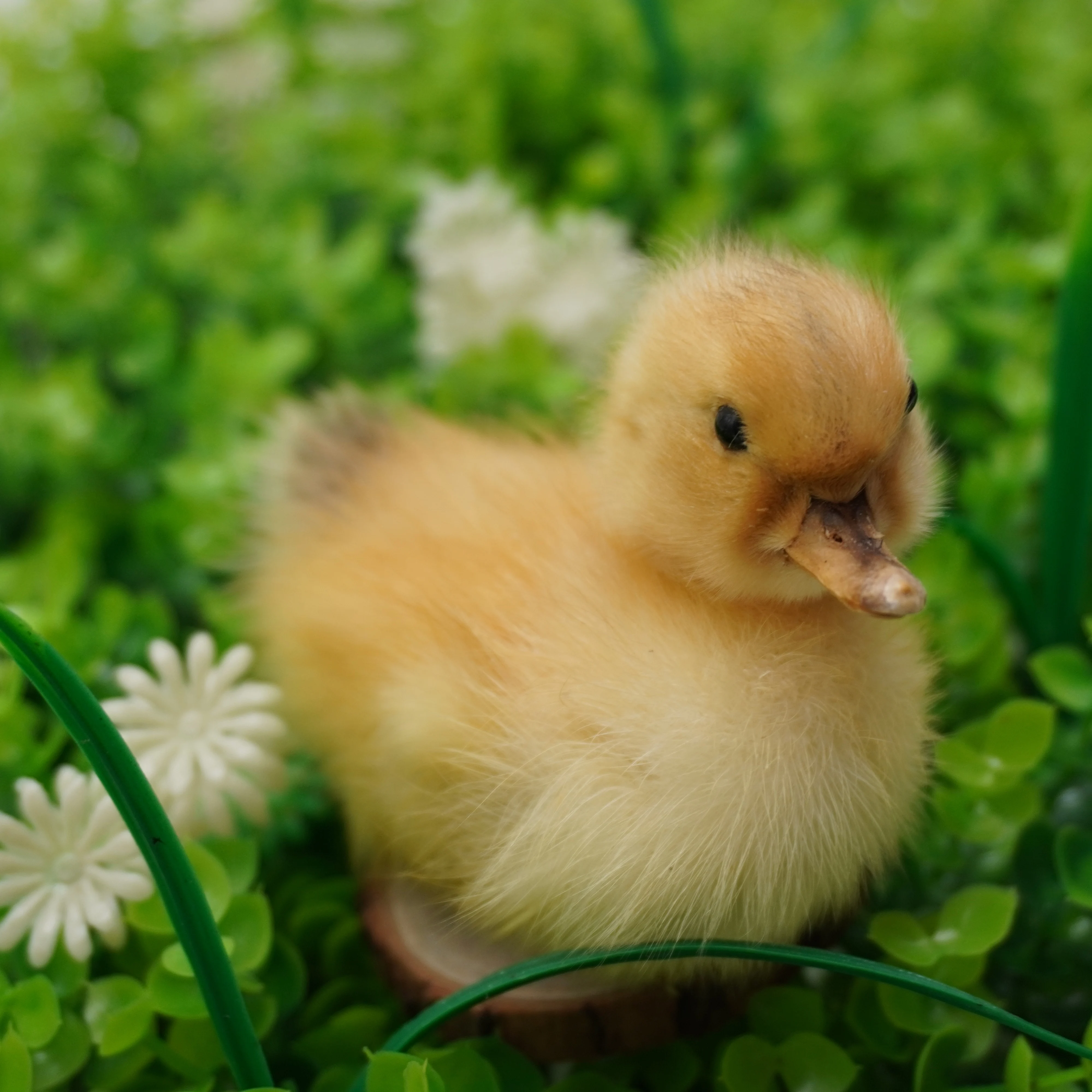 Little yellow duck stuffed animal specimens Eurasian duckling specimens teaching models / decorations