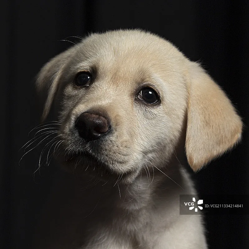 

iFlight Borg 5S RX Stack Built-in ELRS 2.4GHz Receiver 12V BEC 16MB Black Box With Borg 60R BL32 ESC 3-8S Lipo for RC FPV Drone