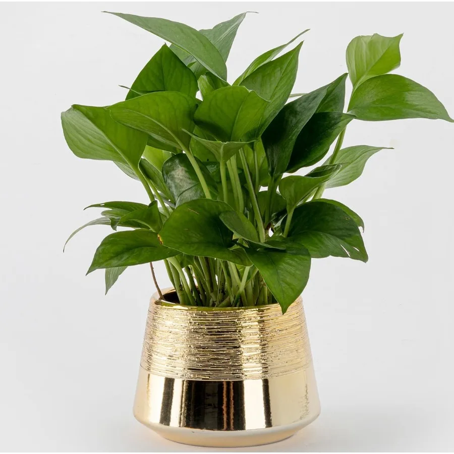 

Indoor Plant Pot Flower Holder Ceramic Houseplant Pots Gold Shinny 3.5 x 3.7Plant Pots with Hole Not Contain Plant