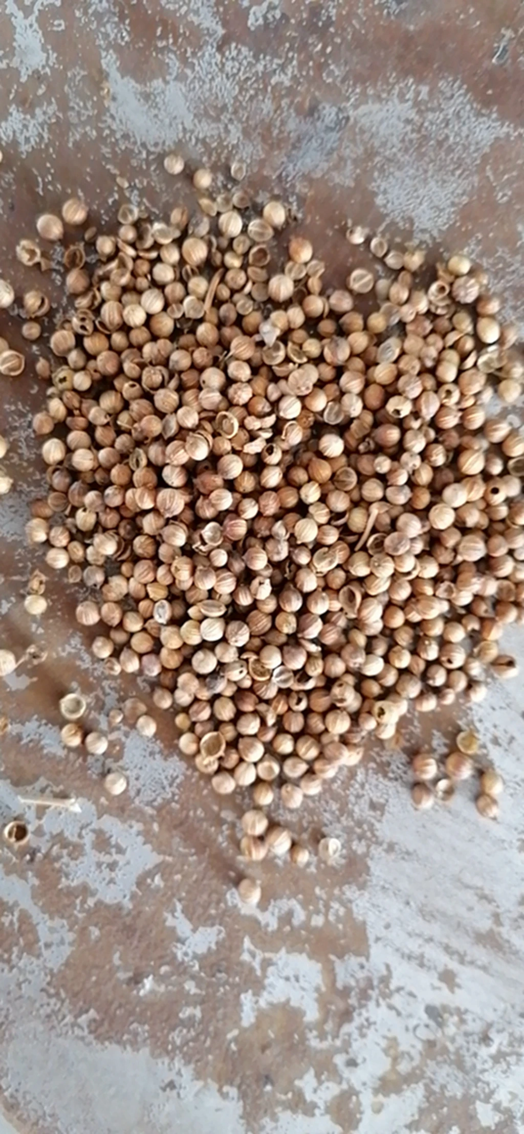 Coriander Seeds Dried Incense Indoors Uses Natural Raw for Sale