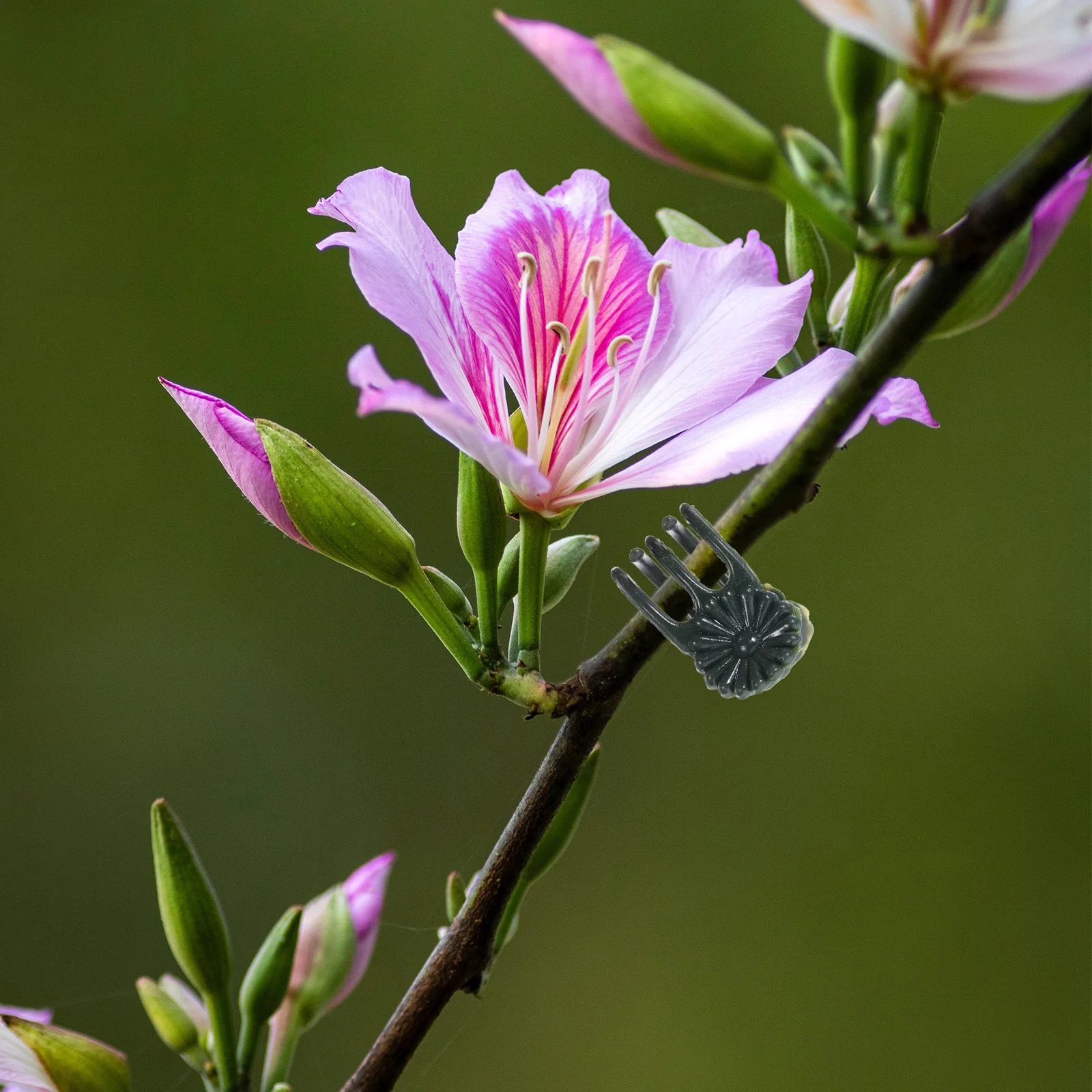 

100Pcs Plastic Plant Clips Reusable Stem Support Clips for Garden Flowers Vine Vegetables Tomato Plant Care Flower Support Clamp