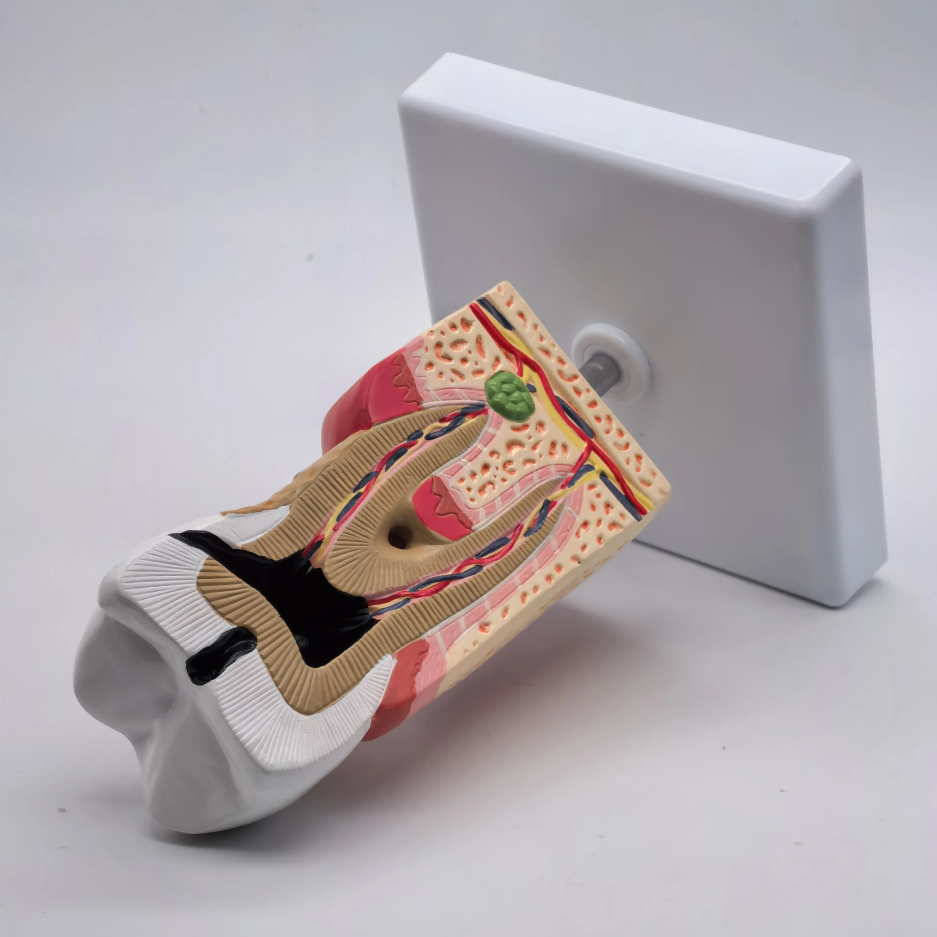 Anatomia médica do modelo anatômico dos dentes malezas humanos do PVC para a educação do paciente