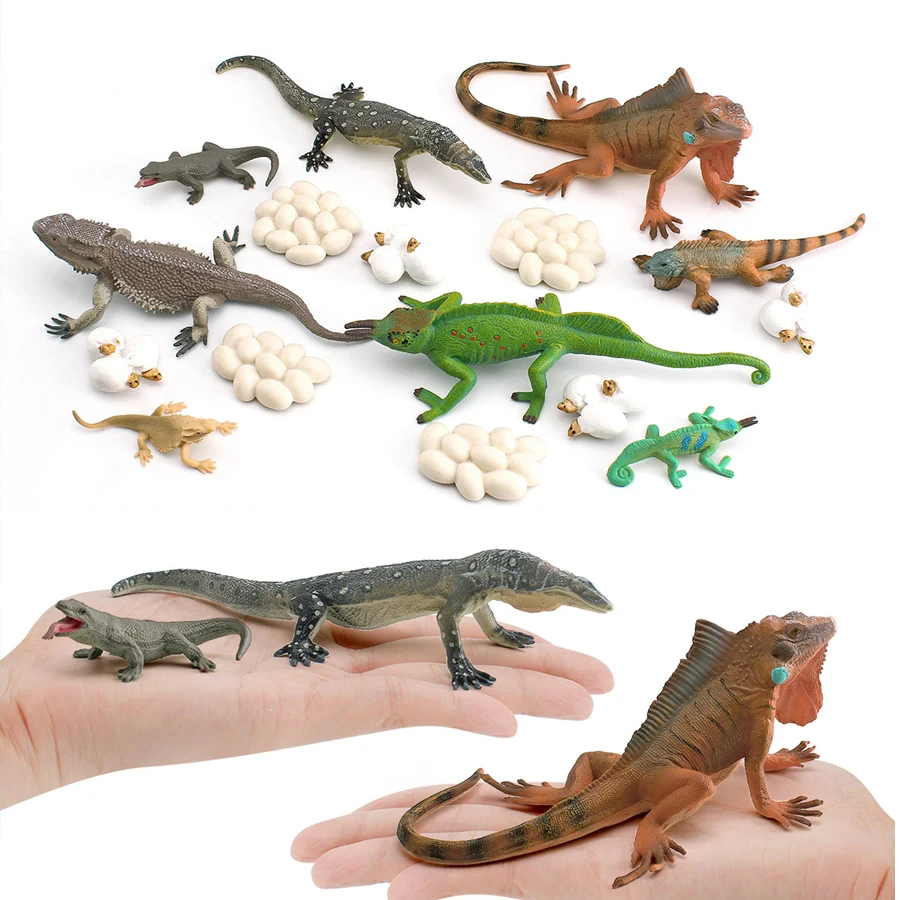 محاكاة الحرباء التنين الملتحي رصد السحلية Iguana دورة نمو الحياة الزواحف نماذج للحيوانات أرقام ألعاب تعليمية