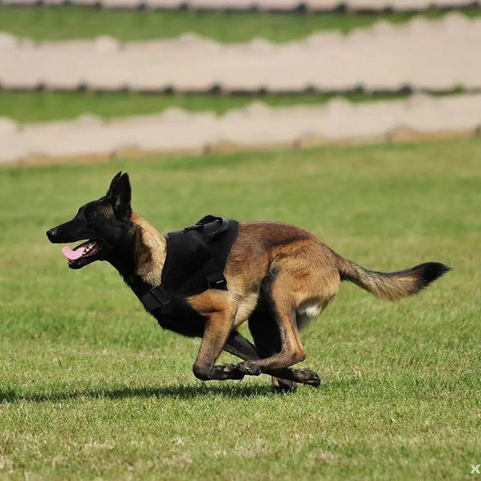ZHAYA Adjustable Durable Reflective Tactical Dog Training Vest for Belgian Malinois and Large Dogs Outdoor Walking Exercise