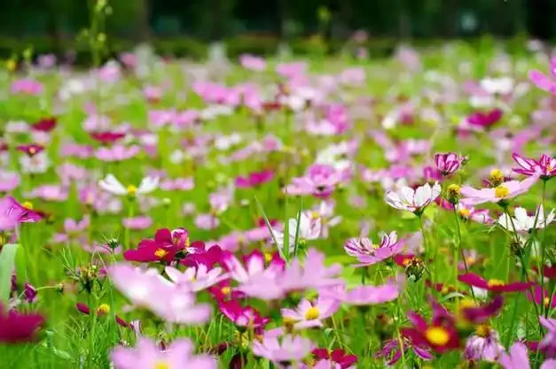 Contrôleur de vitesse électrique ESC sans balais, étanche 45A 60A 80A 120A, anti-poussière pour voiture 1/8 1/10 1/12 RC, pièce de bateau RC sur chenilles