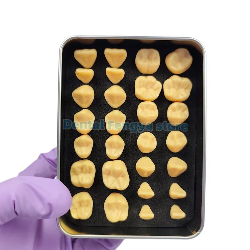 28Pcs/Box Dental 2 Times Carved Model Teaching Model Standard Tooth Structure Carving for Dentist Students Practice Tools