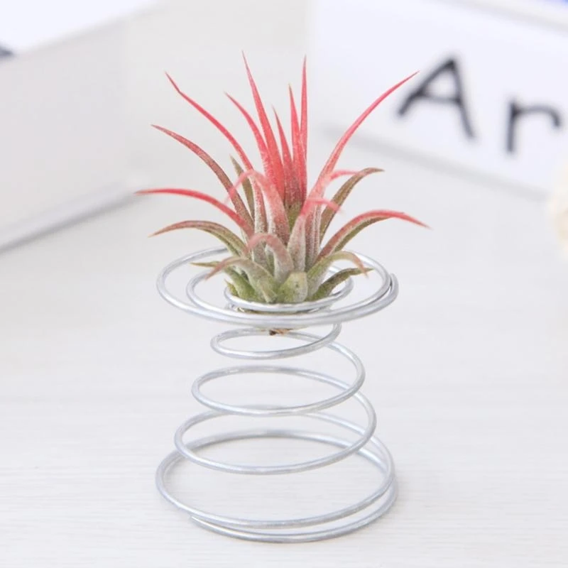 R1wa Air Plant Writ Wire Tabletop Tillandsia حامل البستنة المصغرة