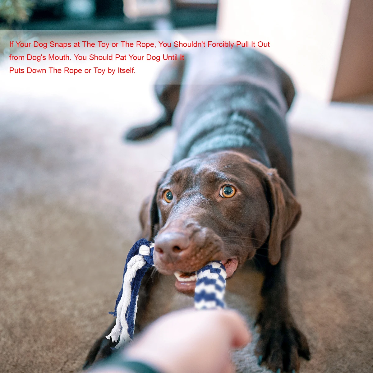 

Popetpop Extendable Flirt Pole Interactive Dog Teaser Chasing Tail Exerciser Stretchable Pole Pet For Puppies Dogs Durable