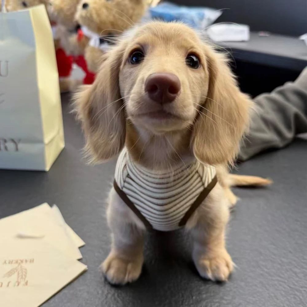 Camiseta a Rayas de Moda para Perros Dachshund, Abrigo de Manga Corta para Primavera/Verano, Ropa Informal para Perros Dachshund Pequeños y Medianos
