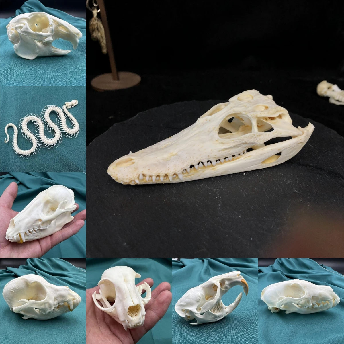 2115 Wholesale 1/5/10Pcs Animal Skull Bone Decor Resin Sculpture Art Gothic Home Decor for Halloween Christmas Party Supplies