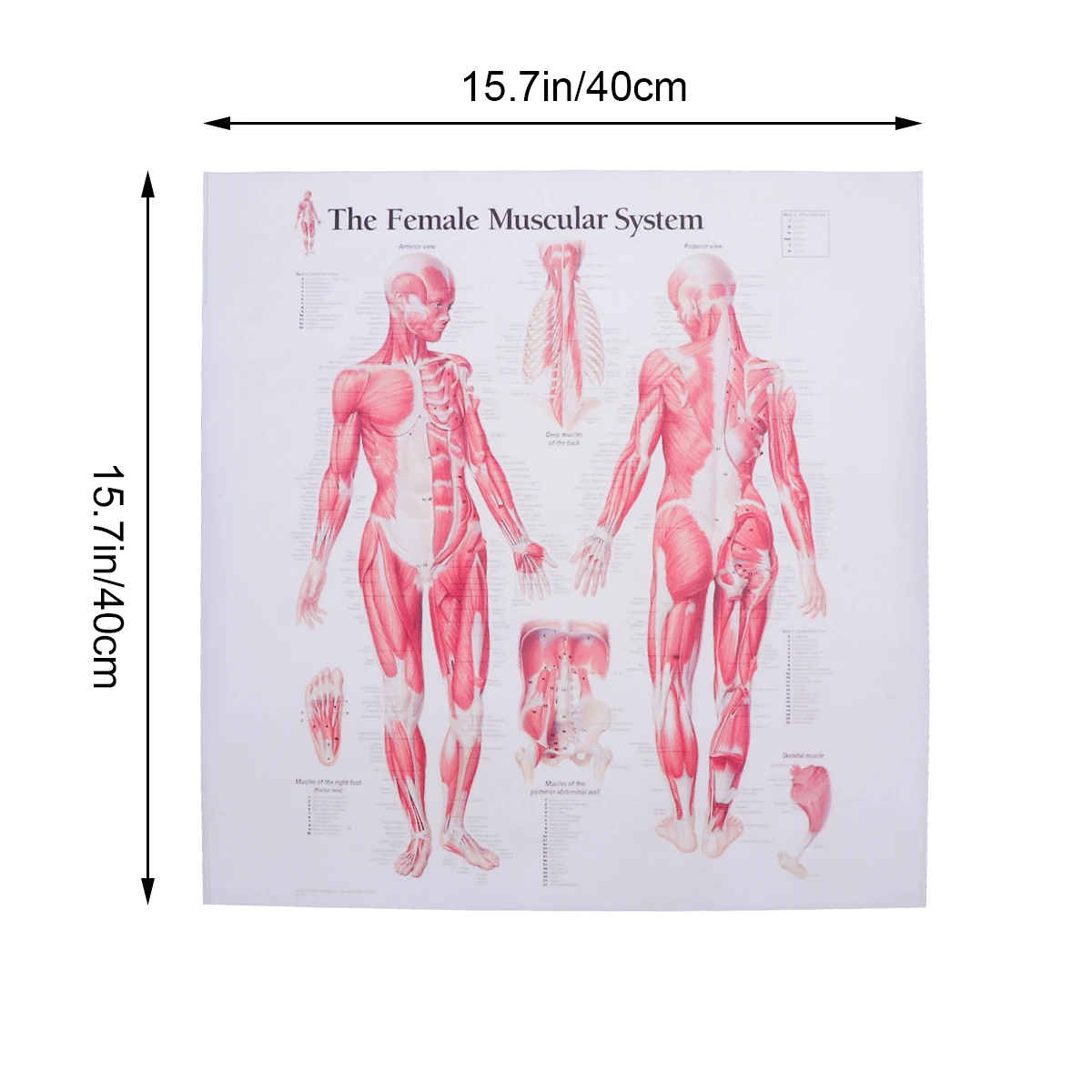 

Female Poster 43x34cm Detailed Chart for Home School Hospital Restaurant Anatomy Learning Teaching Aids Decor