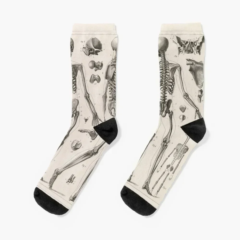 1857 Diagram Anatomy including Skeletons Socks hip hop designer Argentina FASHION Socks For Men Women's