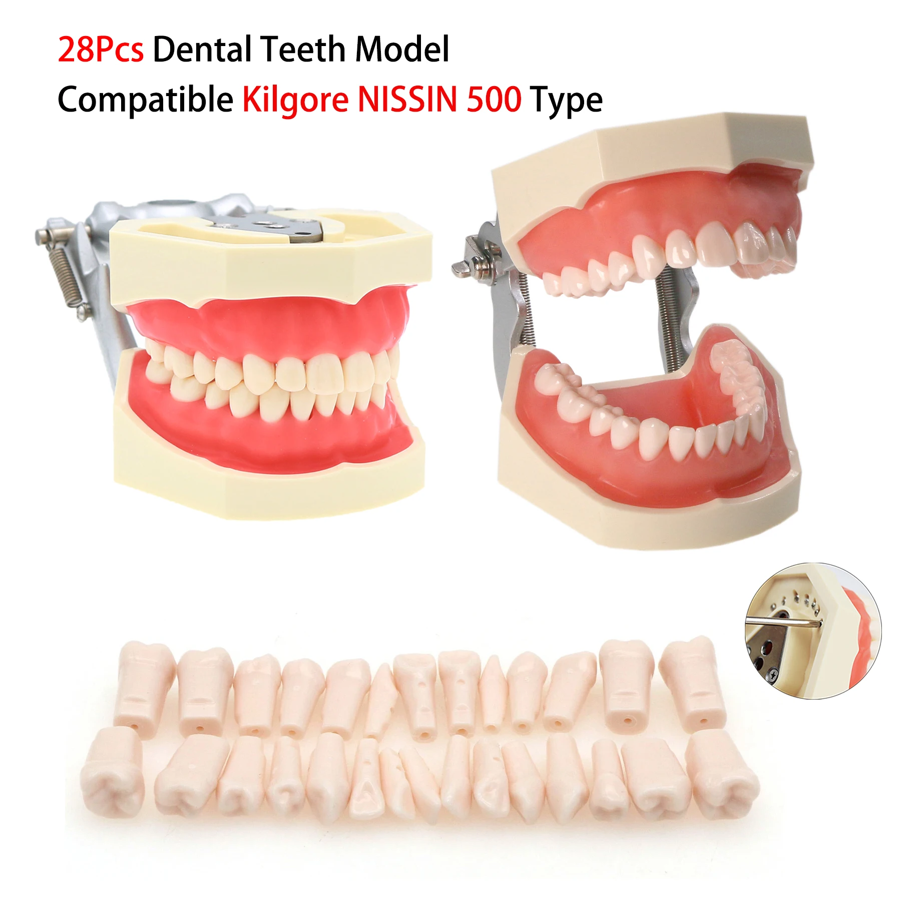 28Teeth Dental Teeth Model Fit NISSIN 500 Type Replacement Teeth Dentistry Preparation Training Practice