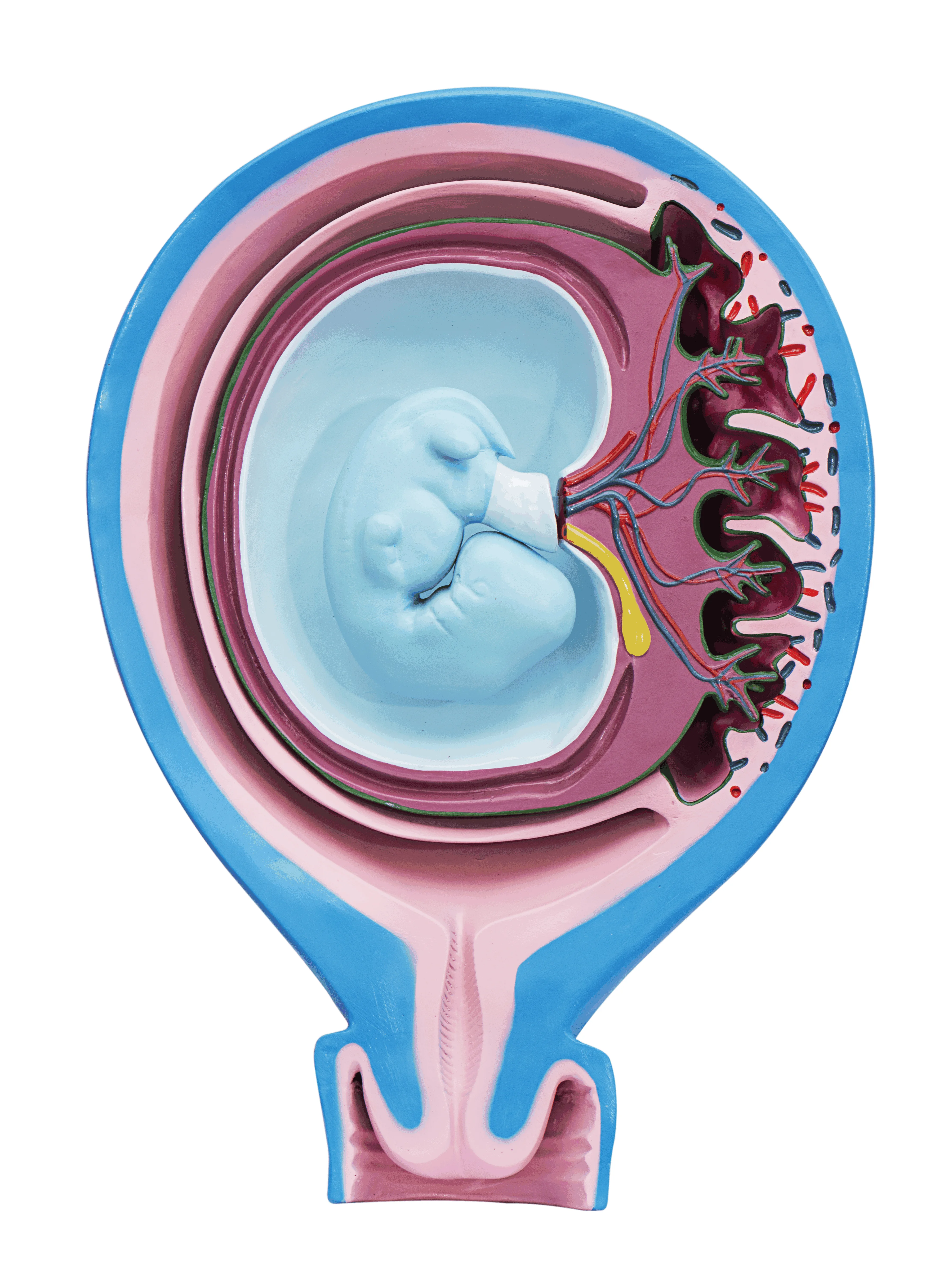 

Model of the Relationship Between Fetal Membrane and Uterus Advanced Human Anatomy Medical Training Simulator