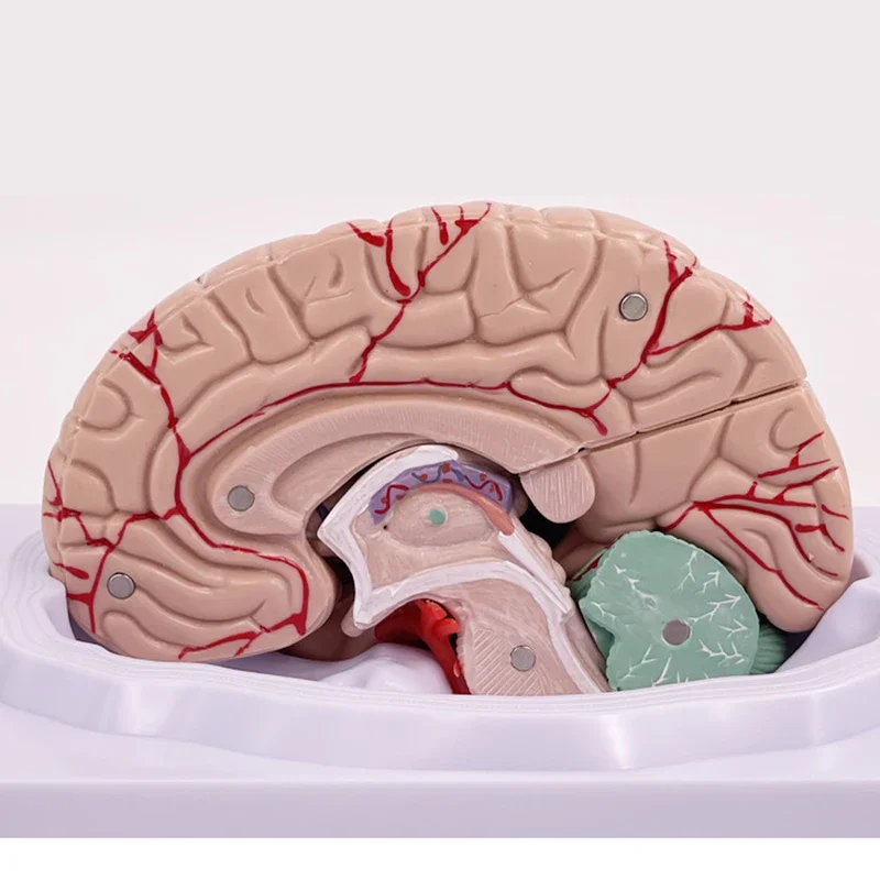 Medical Props Model 8- Parts Disassembled Anatomical Human Accurate Brain Model Anatomy Structure For Medical Teaching Tool